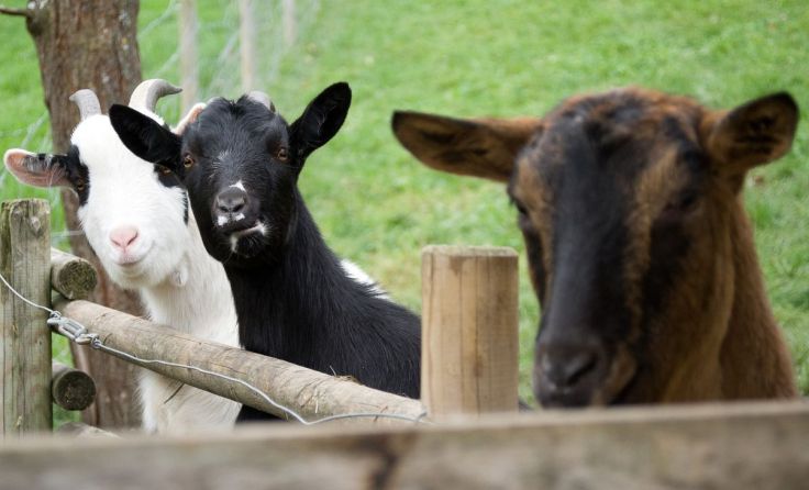 Glückliche Ziegen am Assisi-Tierschutzverein; Fotos: Tierschutzverein