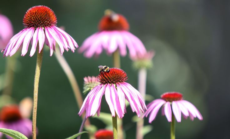 Die Besucher erfahren Tipps und Tricks zum richtigen Räuchern mit Kräutern. Foto: Weihbold