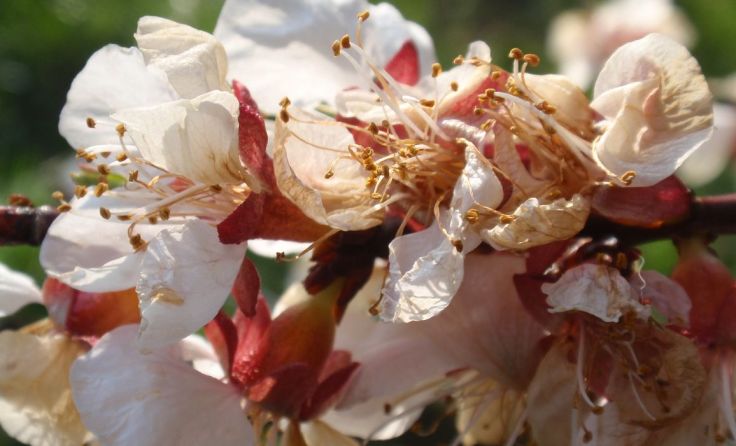 Die Marillenblüte ist am stärksten von den Frostschäden betroffen. Foto: LK OÖ