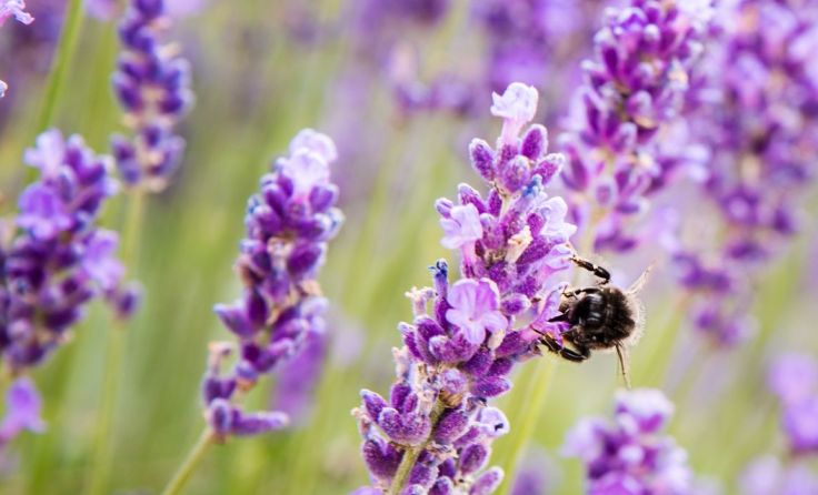 Am 13. Juli ist es wieder so weit. Foto: Shutterstock.com/Magdalena Kowalik