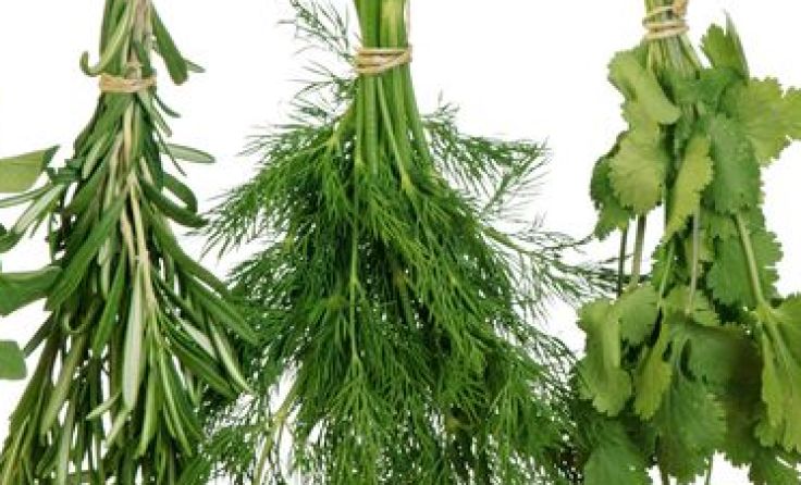 Gemeinsam werden Kräuter gesammelt.Symbolfoto: shutterstock.com/ Elena Schweitzer