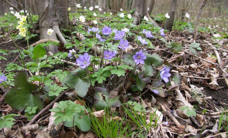 Auch die geführte Wanderung zu den Frühlingsblühern steht auf dem Programm. Foto: Bejvl