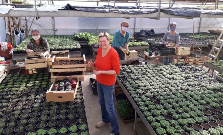 Fleißig gepflanzt wird für den Markt der Pfarre Stroheim. Foto: Marianne Brunmeir