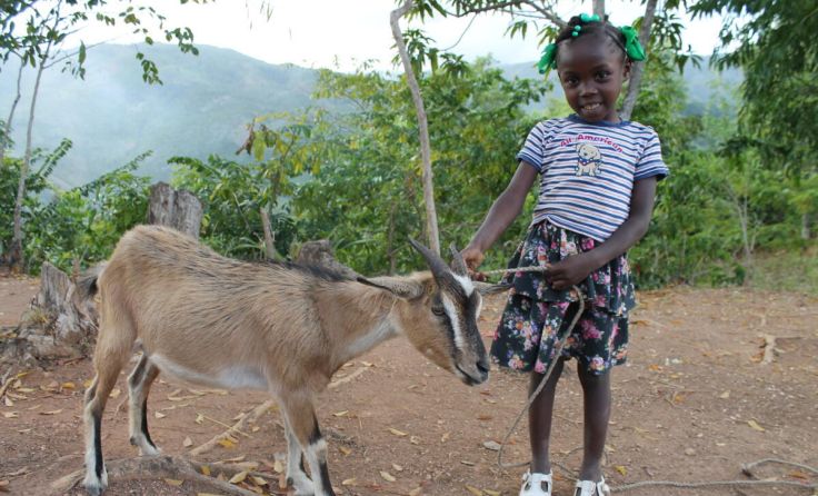 Mit den Spenden werden in Ländern des globalen Südens Ziegen gekauft. (Foto: ORA)