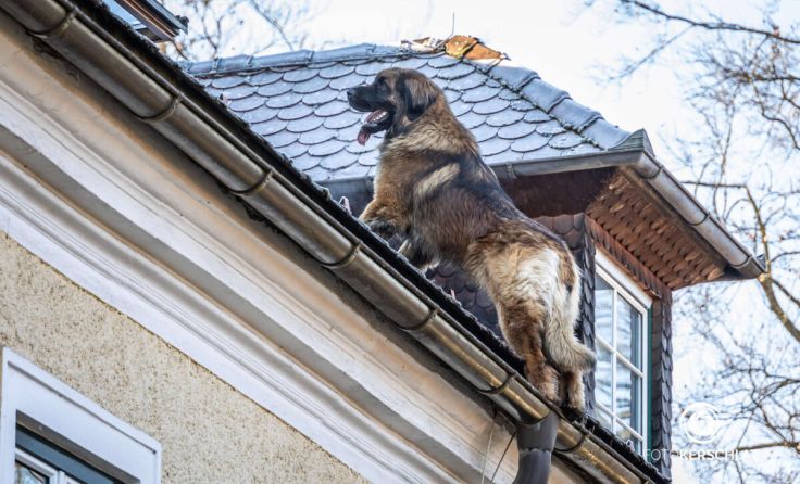 Der Hund stand im dritten Stock eines Hauses auf dem Dach. (Foto: TEAM FOTOKERSCHI / BAYER)