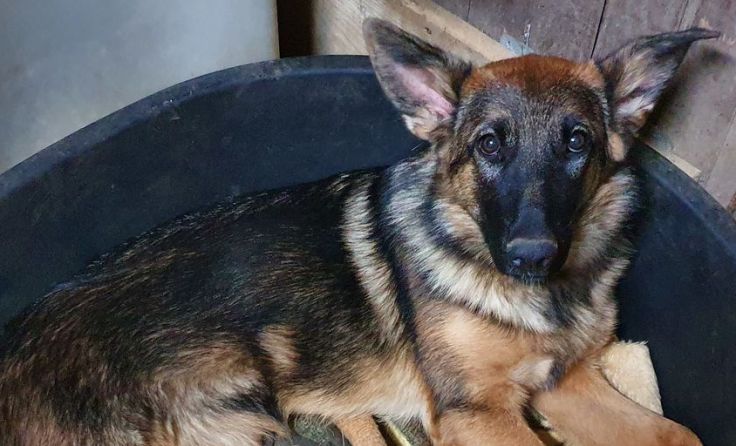 Die Schäferhündin wurde auf der Autobahn ausgesetzt. (Foto: Tierparadies Schabenreith/Hofner)
