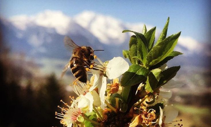 Nina Grünbergers Bienen genießen ihren Platz in Windischgarsten. (Foto: Grünberger)