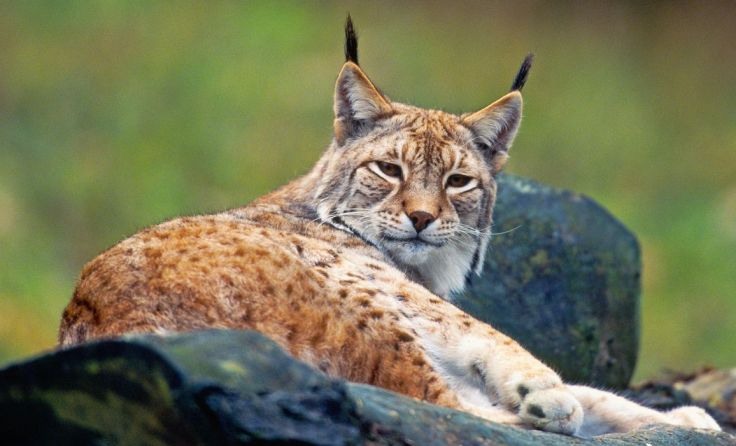 Luchse sind streng geschützte Großkatzen. (Foto: H. Glader/4nature)