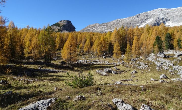 Der Herbst ist im Lärchen-Zirbenurwald angekommen. (Foto: Rieß)