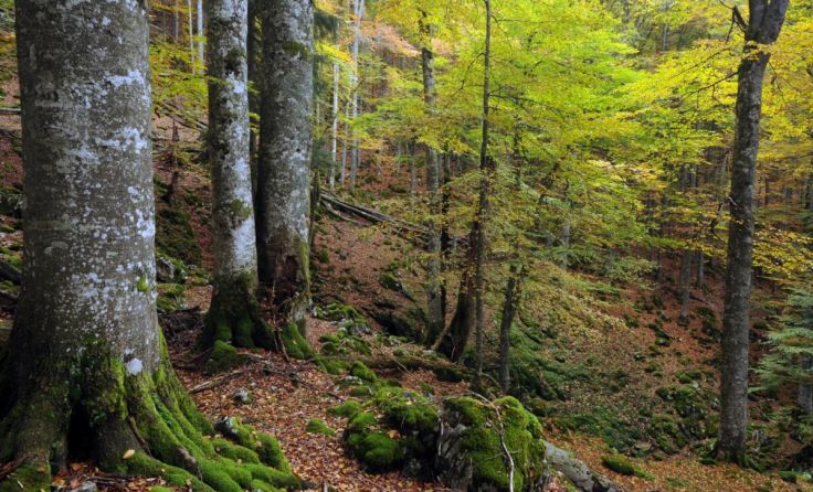 Der Buchenwald im Nationalpark Kalkalpen (Foto: Sieghartsleiner)