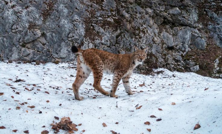 Luchs Lakota im Nationalpark Kalkalpen (Foto: Sonvilla-Graf OG)