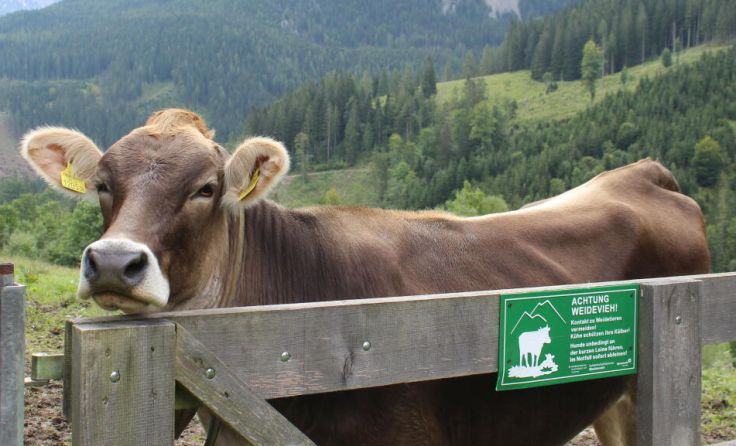 Immer weniger Rinder werden im Sommer auf die Alm gebracht