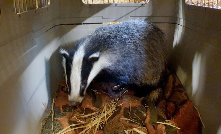  (Foto: Tierparadies Schabenreith | Hofner)