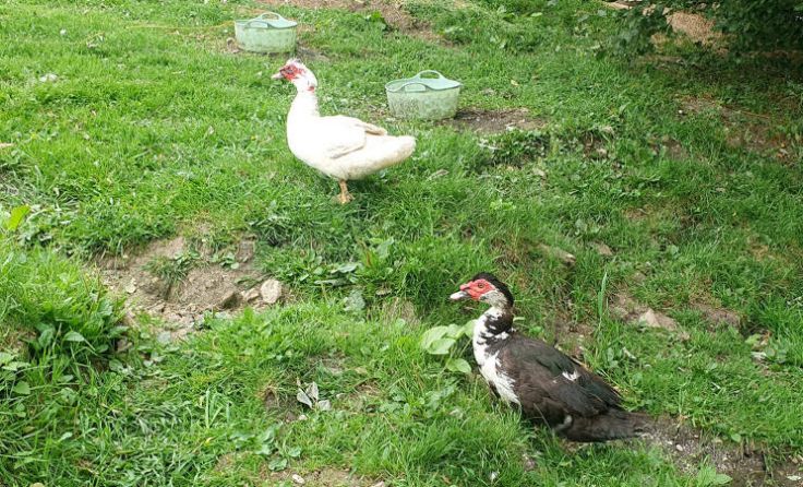 Die Warzenente und der Warzenerpel (Foto: Tierparadies Schabenreith | Hofner)