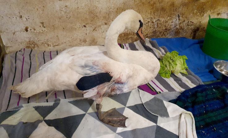 Der verletzte Schwan (Foto: Tierparadies Schabenreith/Hofner)