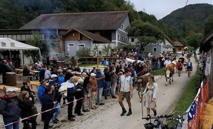 Eintreffen des Almviehs beim Kremesbichler im Dorngraben (Foto: LKOÖ Reinhold Limberger)