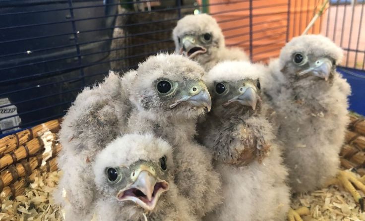 Die fünf Falkennestlinge werden nun in der Pfotenhilfe versorgt. Foto: Pfotenhilfe
