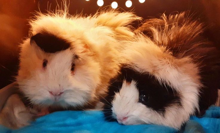 Die Meerschweinchen wurden Mucki und Knuffel getauft. Foto: Pfotenhilfe