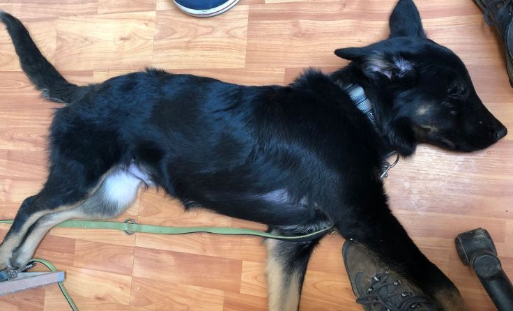 Schäferhund Leo konnte gerettet werden und wird in der Pfotenhilfe versorgt. Foto: Pfotenhilfe