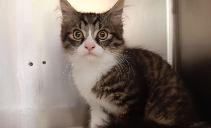 Kater Fritzi ist jetzt bei der Pfotenhilfe. Foto: Pfotenhilfe