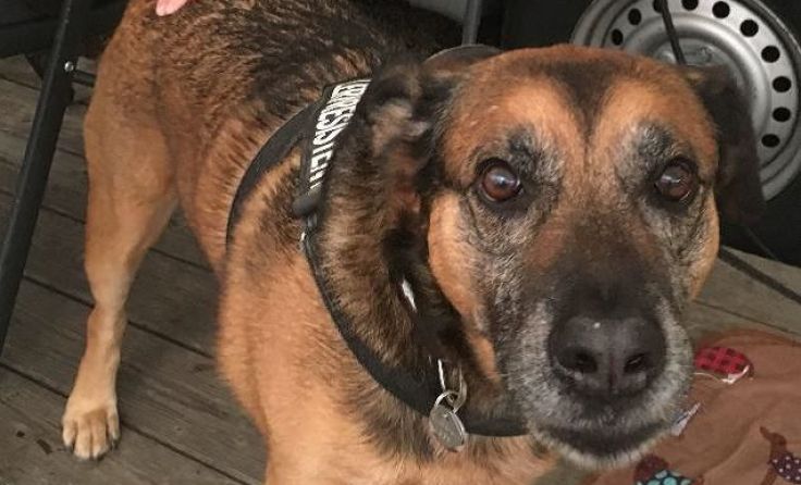 Schäfer-Rottweiler-Mischling "Smokey" wird von seinen Besitzern gesucht. Foto: Privat