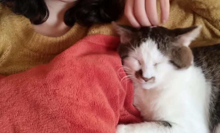 Dem Kater Hero geht es bei seiner neuen Familie wieder richtig gut. Foto: Pfotenhilfe