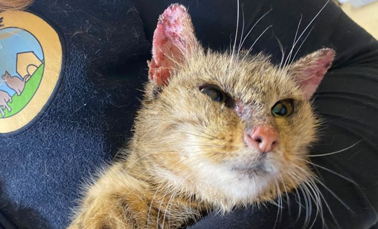 Diese grau getigerte Katze wurde in Obertrum vermutlich ausgesetzt. Foto: Pfotenhilfe