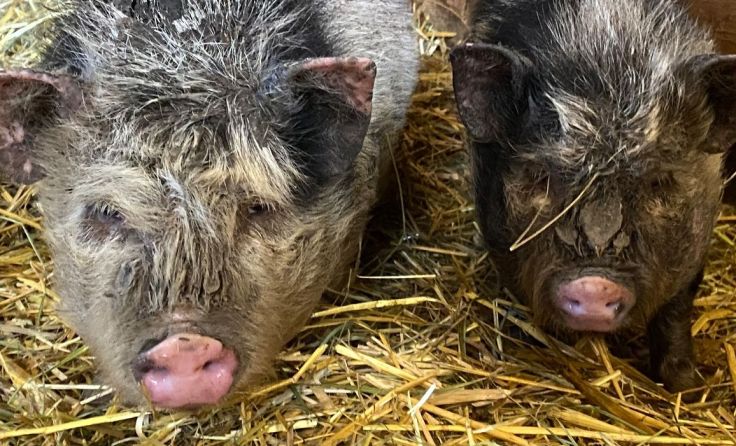 Die Minischwein-Ferkel sind nun bei der Pfotenhilfe in Sicherheit. Foto: Pfotenhilfe