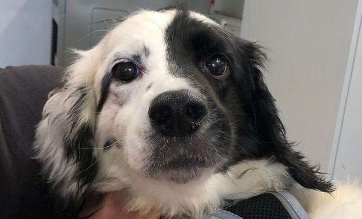 Die Hunde fanden bei der Pfotenhilfe in Lochen Zuflucht. Foto: Pfotenhilfe