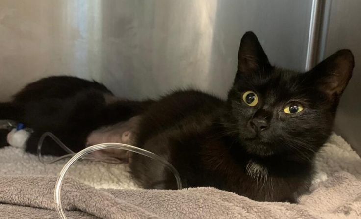 Die Katzenmama hat die Operation gut überstanden. (Foto: Daniel Eschlböck)