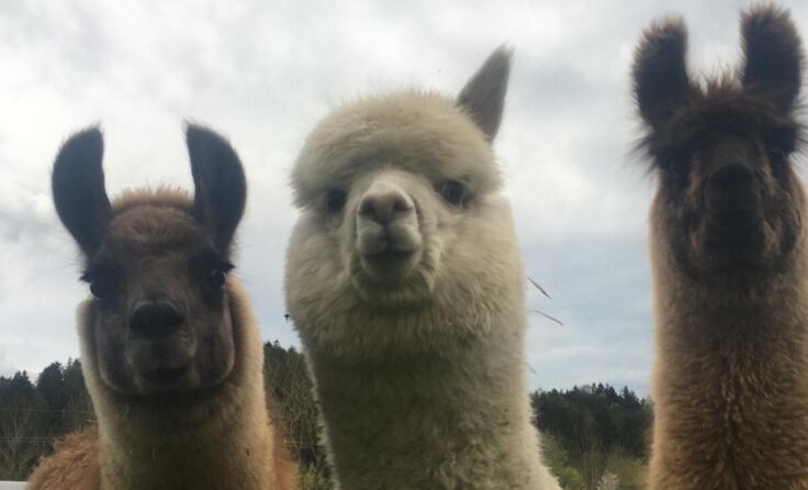 Lamas sind sehr neugierige Tiere, die nur im Notfall spucken. (Foto: Johanna Czerny)