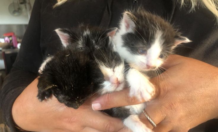 Die Tierschutzorganisation Pfotenhilfe versorgt nun die vier kleinen Kätzchen. (Foto: PFOTENHILFE)