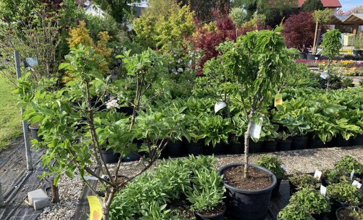 Wer für seinen Garten in Braunau einen Baum kauft, bekommt eine Förderung. (Foto: Stadt Braunau)