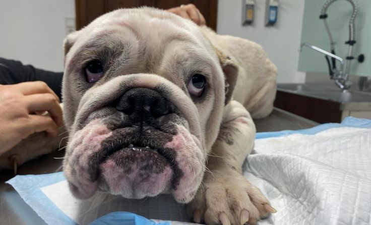Bulldoggen-Hündin Rosi wird jetzt von der Pfotenhilfe betreut. (Foto: Pfotenhilfe)