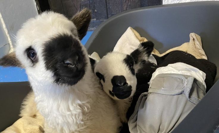 Die Pfotenhilfe nahm Lämmer auf. (Foto: Pfotenhilfe)