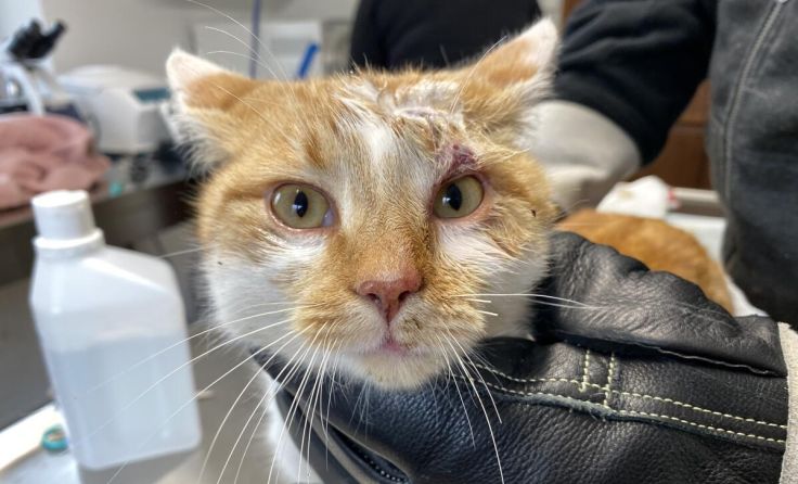 Der Kater wird jetzt auf der Krankenstation der Pfotenhilfe betreut. (Foto: Pfotenhilfe)