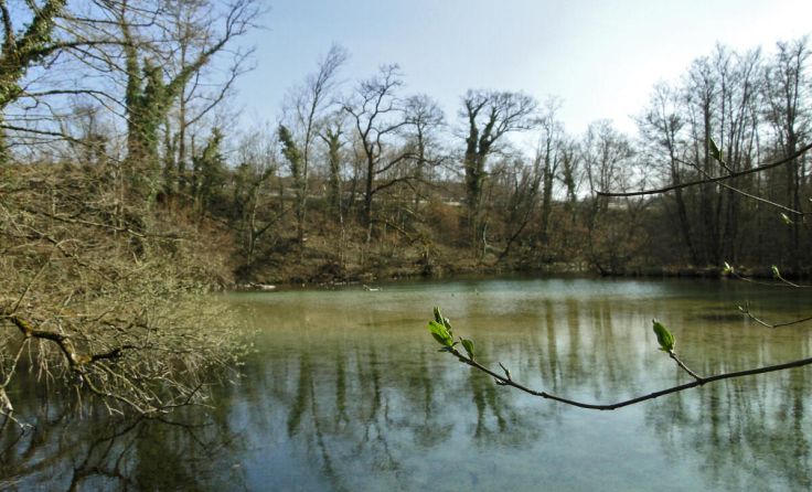 Der Ascherweiher soll Naturschutzgebiet werden. (Foto: Manuel Parfant)