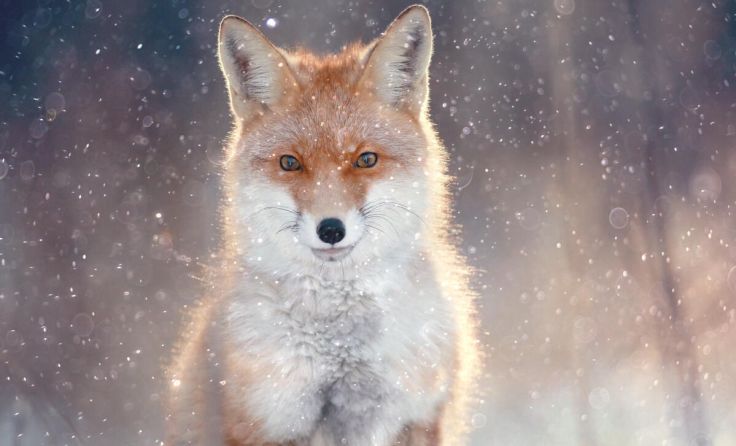 Herr Fuchs macht sich auf, um Weihnachten zu retten. (Foto: kichigin19/stock.adobe.com)
