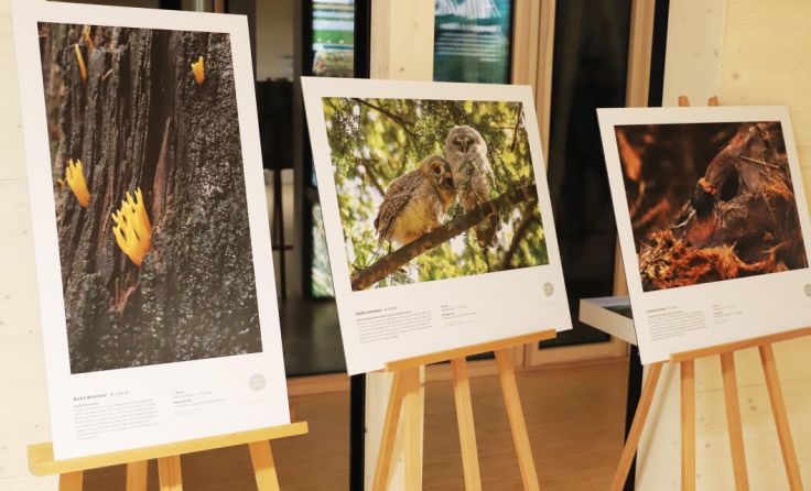 Im Naturium sind preisgekrönte Fotos von Kindern und Jugendlichen zu sehen. (Foto: Sarah Gellesch)