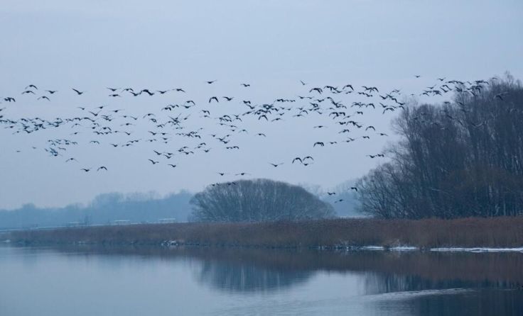 Im Winter sind unter anderem Graugänse am Inn zu Gast. (Foto: Isolde Ulbig)