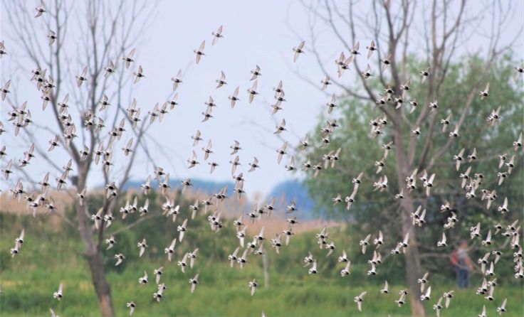 Im Europareservat sind auch Alpenstrandläufer zu sehen. (Foto: Lothar Röttenbacher)