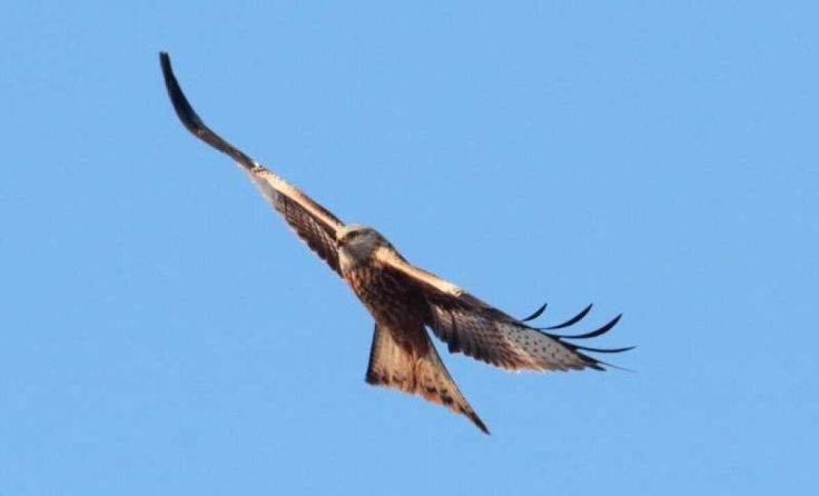 Rotmilane sind streng geschützt. (Foto: Hans-Martin Berg)