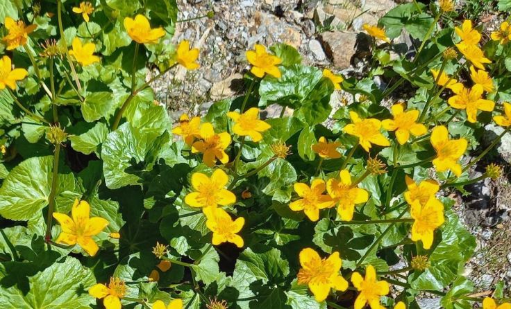 Im Auwald des Europareservats blühen Sumpfdotterblumen. (Foto: Marianne Bollmann)