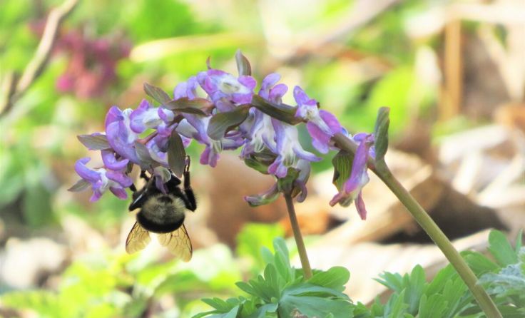 Lerchensporn mit Hummel (Foto: Niklas Angloher)