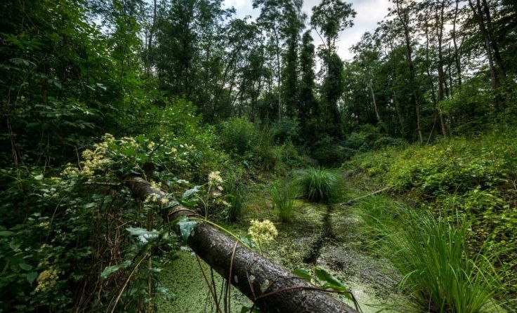 Ein Auwald-Tümpel (Foto: Ingo Zahlheimer)