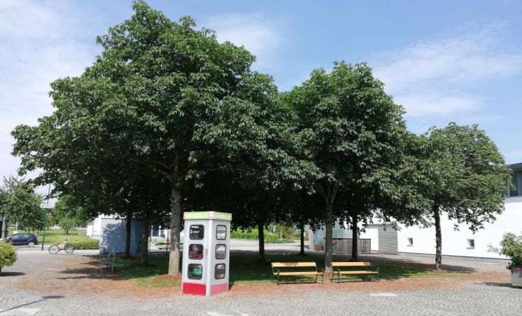 Der Dorfplatz wird zum Schauplatz des Dorffestes. (Foto: Tips/Senzenberger)