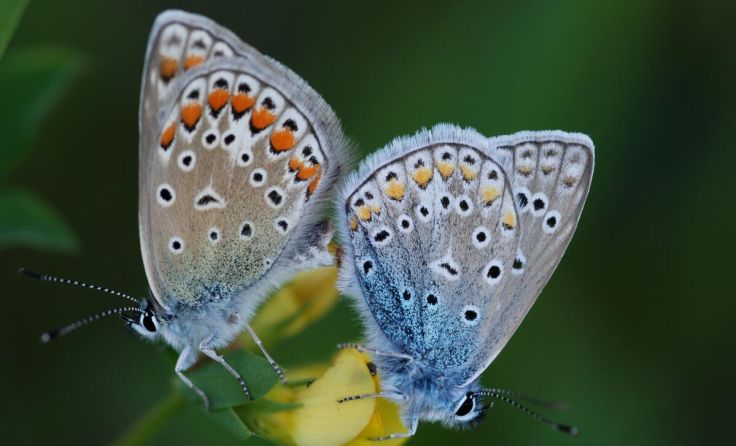 Icarus-Bläulinge: Zarte Schönheiten beim Biotopacker (Foto: Isolde Ulbig)