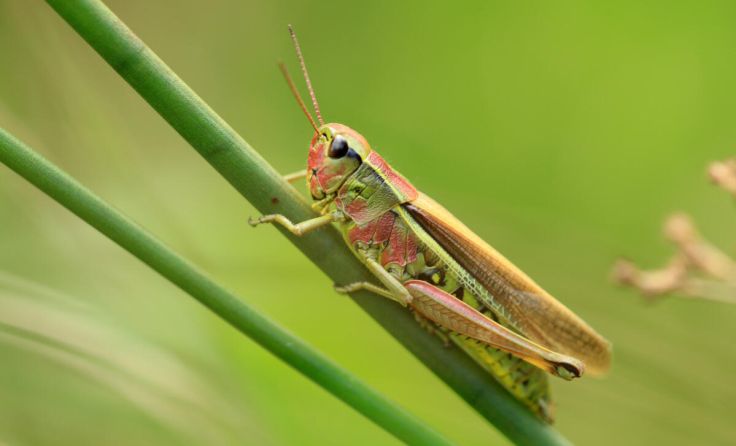 Ein seltenes Insekt: die im Ibmer Moor heimische Sumpfschrecke (Foto: Eileen KUmpf/stock.adobe.com)