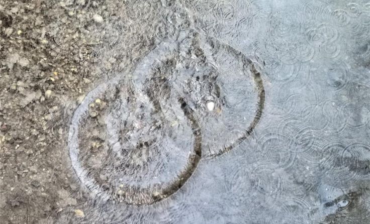 Ringe im Wasser am Unteren Inn (Foto: Eva Webersberger)