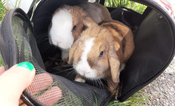 Die Kaninchen wurden in einer Tasche vor dem Tierschutzhof abgestellt. (Foto: PFOTENHILFE)